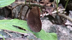 Faunis canens arcesilas