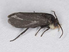 Tegeticula maculata extranea