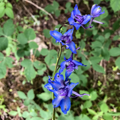 Delphinium alabamicum