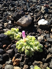 Oxalis loricata