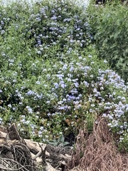 Plumbago auriculata