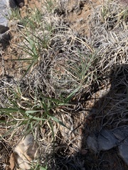 Mammillaria wrightii wrightii