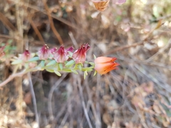 Echeveria pistioides