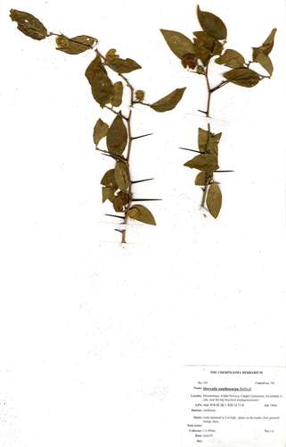 velvet sourberry (Dovyalis xanthocarpa)