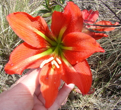 Hippeastrum morelianum