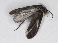 Tegeticula maculata extranea