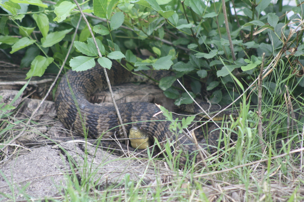 Diamondback Watersnake from South E. Hwy 80, Abilene, TX, USA on May 17, 2021 at 0748 PM by