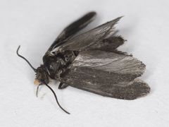 Tegeticula maculata extranea
