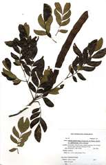 Albizia glaberrima