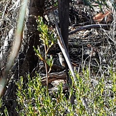 Drymodes brunneopygia