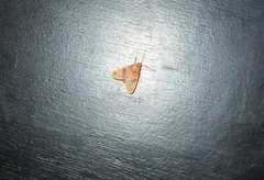 Scaptius sanguistrigata