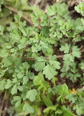 Leptopyrum fumarioides
