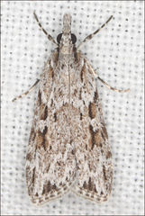 Scoparia ithyntis