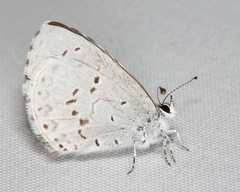 Celastrina serotina