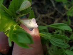 Scutellaria bolanderi