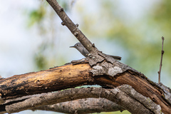 Polioptila caerulea