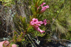 Erica bracteolaris