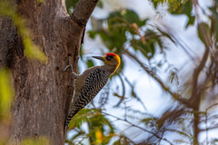 Melanerpes chrysogenys