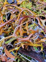 Masonhalea richardsonii