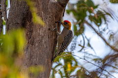 Melanerpes chrysogenys