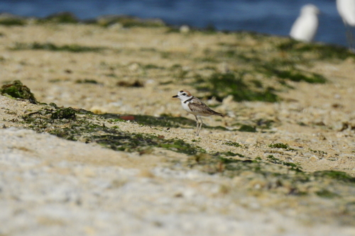 Malaysian Plover (Anarhynchus peronii), photo 8