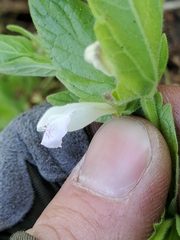 Scutellaria bolanderi