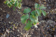 Berberis dictyota