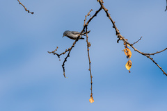 Polioptila caerulea