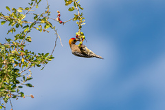 Melanerpes chrysogenys