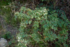 Berberis dictyota