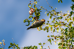 Melanerpes chrysogenys