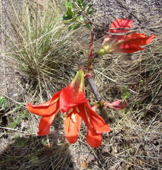 Hippeastrum morelianum