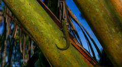 Phelsuma cepediana