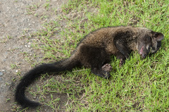 Paradoxurus philippinensis