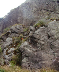 Hippeastrum morelianum
