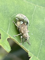 Eugnathus distinctus