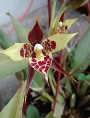 Rhynchostele maculata