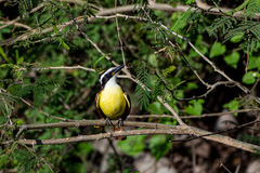 Pitangus sulphuratus