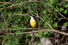 Pitangus sulphuratus