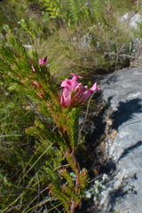 Erica bracteolaris