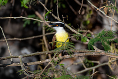 Pitangus sulphuratus