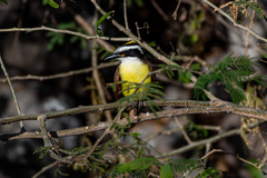 Pitangus sulphuratus