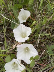 Calystegia atriplicifolia atriplicifolia
