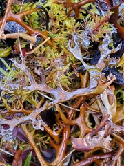 Masonhalea richardsonii