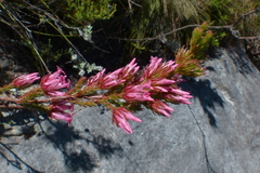 Erica bracteolaris