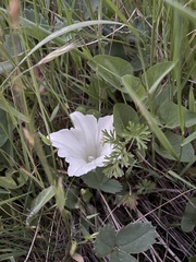 Calystegia atriplicifolia atriplicifolia