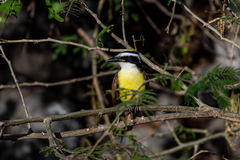 Pitangus sulphuratus
