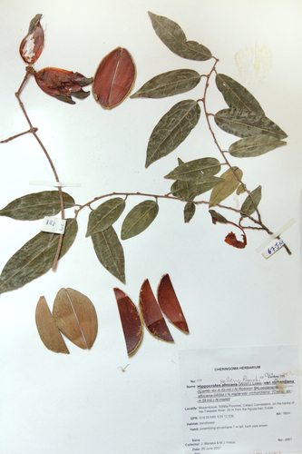 wax paddlepod (Hippocratea pallens)