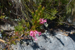 Erica bracteolaris