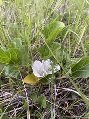 Calystegia atriplicifolia atriplicifolia